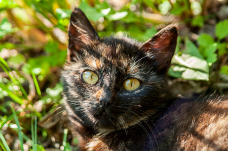 kitten