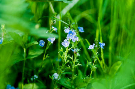 Herb veronicaの写真素材