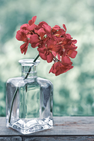 Red flowers in a glass bottle on a wooden tableの写真素材