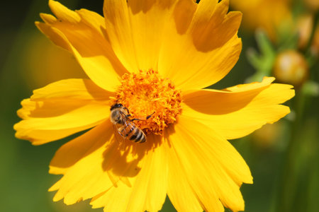 Closeup of a bee on flower