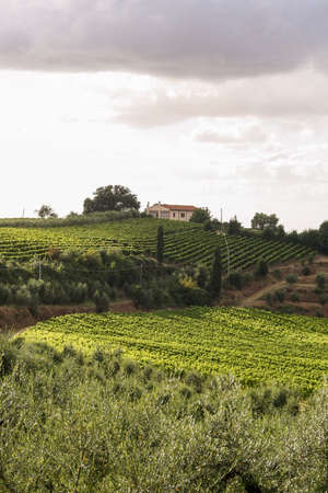 Summer Tuscan green hills with vineyards. On the horizon - the house among treesの写真素材
