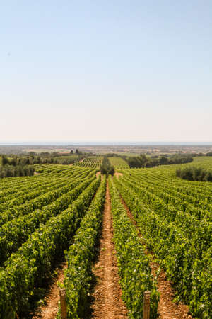 Vast rows of green vineyards on the hills of Tuscany warm and sunny summer dayの写真素材