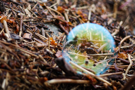 Rainbow bubble lying on fragments of twigs, reeds and seaweed on the shore.