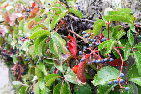 Branches with elderberries, green leaves and red stems, drops of water after rain.の写真素材