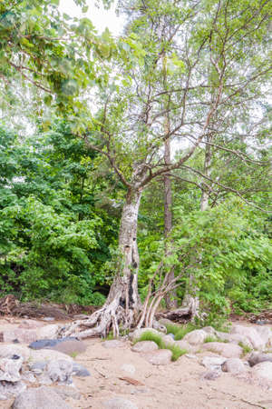Old tree with fancy roots among the bushes and trees on stony sandy beach overcast day.の写真素材