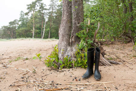 Black rubber boots from the trunk of the tree on the sandy beach in a pine forest.の写真素材