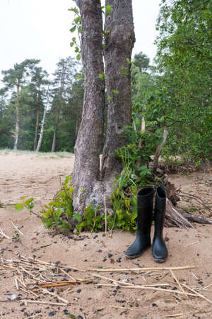 Black rubber boots from the trunk of the tree on the sandy beach in a pine forest.の写真素材