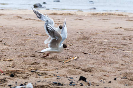 Gulls on the sea sandy beach on a rainy day in autumnの写真素材