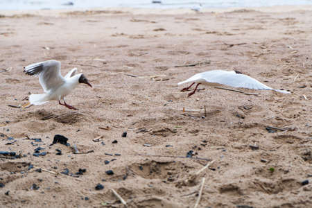 Gulls on the sea sandy beach on a rainy day in autumnの写真素材