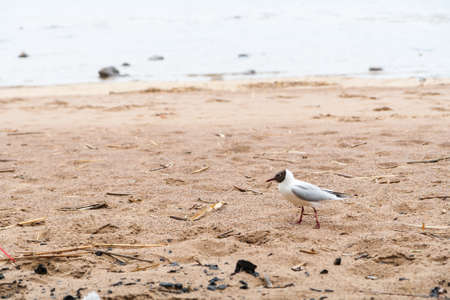 Gulls on the sea sandy beach on a rainy day in autumnの写真素材