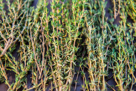 Sprigs of thyme in colored light.の写真素材