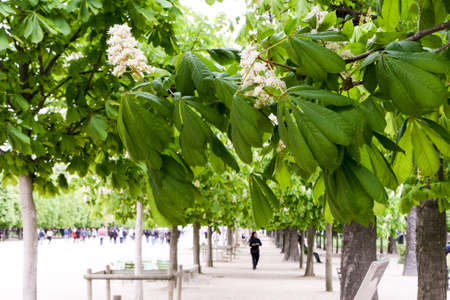 Blooming chestnut on the Champs Elysees in Paris.の写真素材
