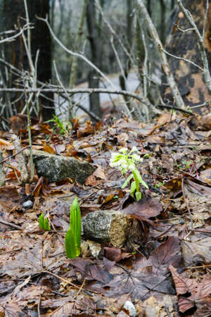 Bright green shoots of flowers make their way through the autumn leaves.の写真素材