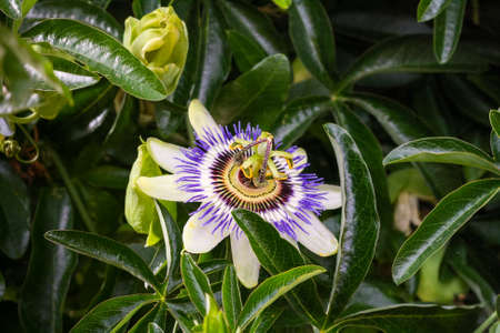 White flower blue passionflower close-up among green leaves.の写真素材
