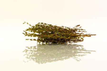 Sprigs of dried thyme with reflection on white backgroundの写真素材
