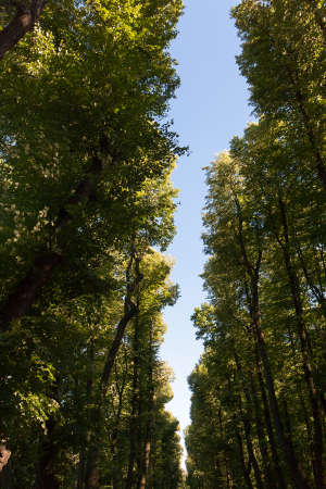 Green trees and a strip of blue sky between them.の写真素材