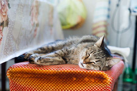 Motley cat sleeps on a rustic kitchen.の写真素材