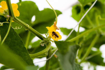 Bee in yellow flower of a cucumberの写真素材