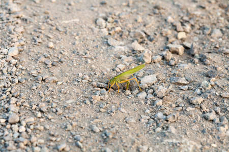 Green grasshopper - locust on stony groundの写真素材