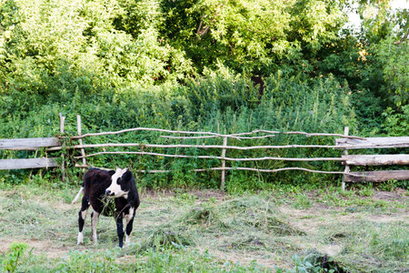 Black and white young bull in a pen.