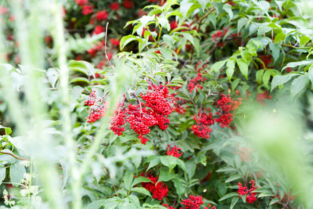 Red berries of elderberry among green leavesの写真素材