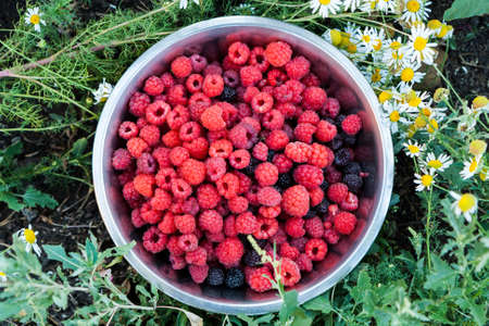 Metal bowl with raspberries on green grass among the daisiesの写真素材