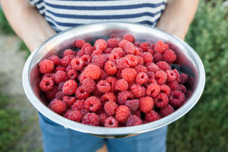 Girl in a striped shirt holding a metal bowl with raspberries on natureの写真素材