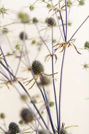 High and dry steppe flowerの写真素材