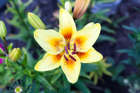 Yellow lily in the green summer day.の写真素材