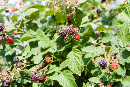 Berries blackberry raspberry on branches among the leaves.の写真素材