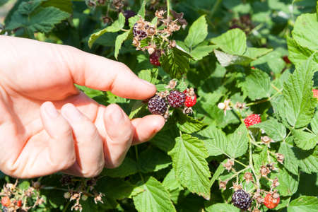 Female hand plucks berries blackberry raspberry from branch among the leaves.の写真素材