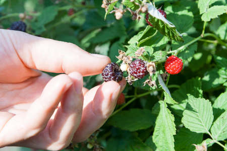 Female hand plucks berries blackberry raspberry from branch among the leaves.の写真素材