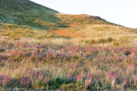 Weedy grasses, herbs and forbs on the hill summer eveningの写真素材