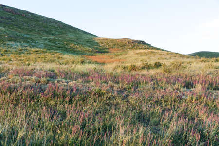 Weedy grasses, herbs and forbs on the hill summer eveningの写真素材
