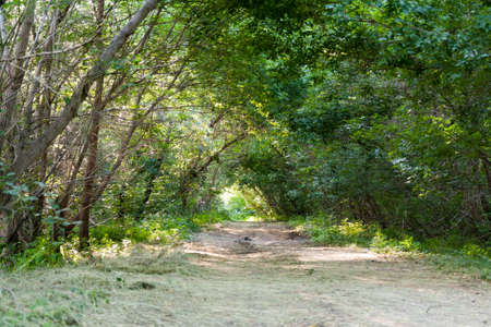 The road through the trees in summer green forest.の写真素材
