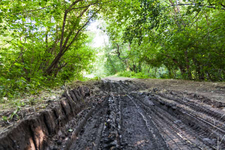 Dirt road through the trees in summer green forest.の写真素材