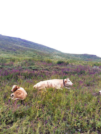 Cows lie on the grass steppe summer cloudy day.の写真素材