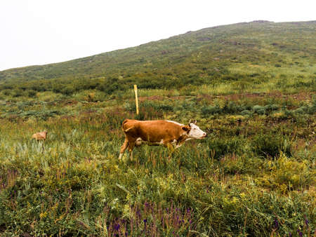 Cow stretches on grass steppe summer cloudy day.の写真素材
