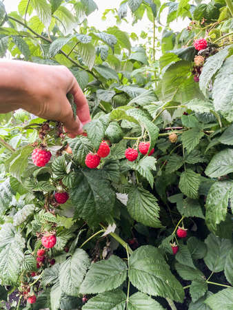 Big red raspberry on branches among the leavesの写真素材