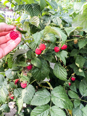 Big red raspberry on branches among the leavesの写真素材