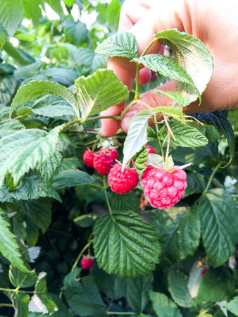 Big red raspberry on branches among the leavesの写真素材