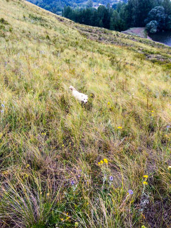 A small white dog on the steppe field among the grass and flowers in the summer.の写真素材