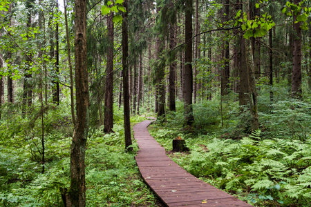 The path in the forest surrounded by green trees and grass on a cloudy summer day