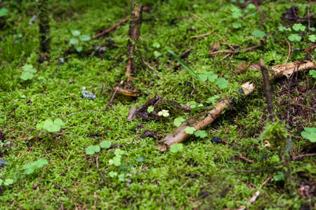 Green moss, twigs and clover for forest backgrounds.の写真素材