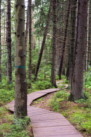 The path in the forest surrounded by green trees and grass on a cloudy summer dayの写真素材