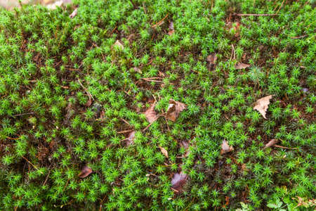 Green moss, twigs and clover for forest backgrounds.の写真素材