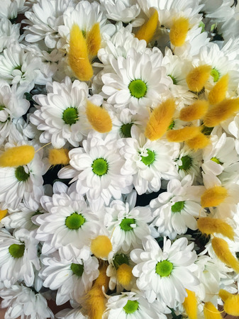 White chrysanthemum flowers backgroundの写真素材