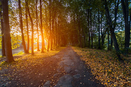Warm autumn sunset light among trees in rural parkの写真素材