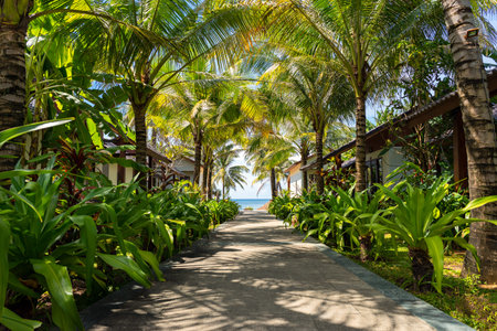 Beautiful tropical place in Vietnam. Path to the beach under green palm treesの写真素材