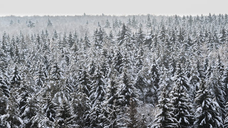 Spruce coniferous forest covered with snow in winter. Aerial viewの写真素材